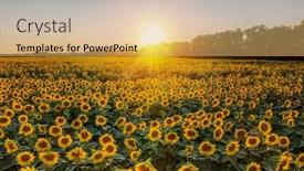  Presentation with heads - Presentation design featuring panoramic-view-of-sunflower-field background and a yellow colored foreground