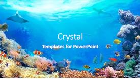  Presentation with sea animals - Cool new PPT layouts with panoramic-view-of-the-coral backdrop and a teal colored foreground