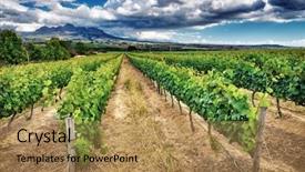  Presentation with wine industry - Theme having panoramic view on a great background and a coral colored foreground