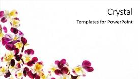  Presentation with pansy - Beautiful slides featuring pansies flowers backdrop and a white colored foreground