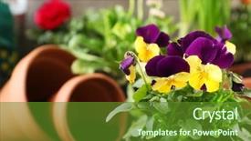  Presentation with background - Slide deck consisting of pansy - beautiful pansies on blurred background background and a  colored foreground