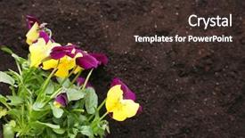  Presentation with pansy - Presentation design consisting of pansy - beautiful pansies on soil background background and a tawny brown colored foreground