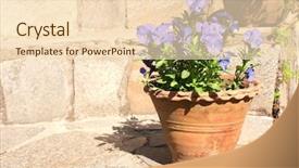  Presentation with pansy - Slide set having pansy - blooming pansies in a clay background and a  colored foreground