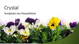  Presentation with pansy - PPT theme enhanced with pansy - border of pansies background and a cream colored foreground