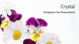  Presentation with pansy - Amazing slide set having pansy - pansies flowers on the white backdrop and a white colored foreground