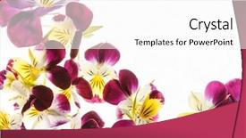  Presentation with pansy - Cool new presentation theme with pansy - pansies flowers backdrop and a white colored foreground