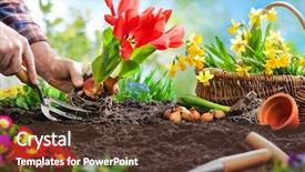  Presentation with pansy - Beautiful slide deck featuring pansy - planting spring flowers in sunny backdrop and a tawny brown colored foreground