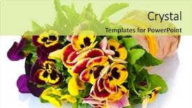  Presentation with blank whiteboard isolated on white - Presentation design with pansy flower - beautiful violet pansies isolated background and a yellow colored foreground