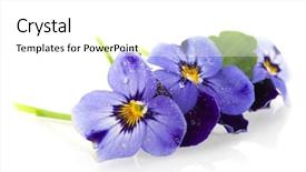  Presentation with pansy - PPT layouts consisting of pansy flower - blue pansies in a row background and a white colored foreground