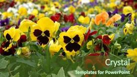  Presentation with yellow color - Slides with pansy flower - field of mixed color pansies background and a  colored foreground