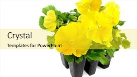  Presentation with okra plant - Presentation theme enhanced with pansy flower - pack of yellow pansies ready background and a  colored foreground