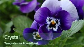  Presentation with bloom - PPT theme consisting of pansy flower - tiny violet pansies or violas background and a tawny brown colored foreground
