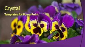  Presentation with pansy - Presentation theme enhanced with pansy flower - violet and yellow multicolor pansies background and a tawny brown colored foreground