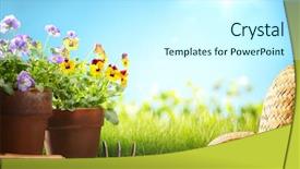  Presentation with pansy flower - Audience pleasing slide set consisting of clay pot grass - pansy flower and gardening tools backdrop and a cool aqua colored foreground