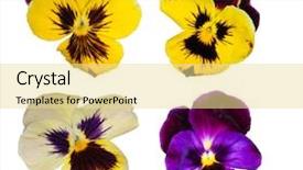  Presentation with pansy - Presentation theme having pansy flowers collection isolated background and a blonde colored foreground