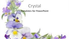  Presentation with pansy - Amazing presentation design having pansy-flowers-crner-isolated backdrop and a white colored foreground