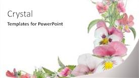  Presentation with white flowers - Beautiful slides featuring pansy-flowers-crner-isolated backdrop and a white colored foreground