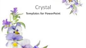  Presentation with pansy - PPT theme having pansy flowers design isolated on white background background and a white colored foreground