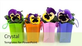  Presentation with pansy flower - Amazing PPT theme having pansy flowers in colorful bags backdrop and a yellow colored foreground