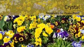  Presentation with pansy flower - PPT theme featuring pansy flowers in flower bed background and a  colored foreground