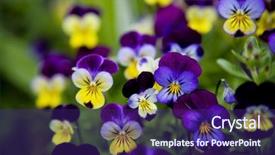  Presentation with pansy - Cool new presentation theme with pansy flowers in shallow depth backdrop and a violet colored foreground