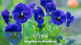  Presentation with pansy - Slide set featuring pansy-flowers-in-the-garden background and a shamrock green colored foreground