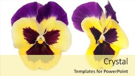  Presentation with pansy - Slide deck with pansy flowers isolated on white background and a blonde colored foreground