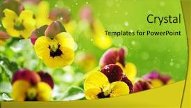  Presentation with water droplet - Presentation consisting of pansy flowers with water droplet background and a  colored foreground