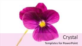  Presentation with pansy - PPT layouts having pansy isolated background and a lilac colored foreground