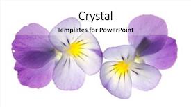  Presentation with pansy flower - Beautiful presentation theme featuring pansy over white background backdrop and a white colored foreground