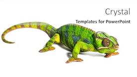  Presentation with pink panther - Cool new slide deck with panther chameleon furcifer pardalis in front of white background backdrop and a white colored foreground