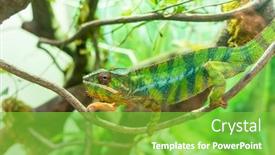  Presentation with branch - PPT theme with panther chameleon furcifer pardalis from madagascar perched on a branch background and a seafoam green colored foreground