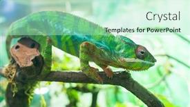  Presentation with branch - Colorful slide set enhanced with panther chameleon furcifer pardalis from madagascar perched on a branch backdrop and a mint green colored foreground