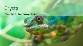  Presentation with branch - Slide set featuring panther chameleon furcifer pardalis from madagascar perched on a branch background and a mint green colored foreground