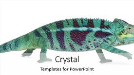  Presentation with pink panther - Colorful PPT theme enhanced with panther chameleon nosy be furcifer backdrop and a white colored foreground