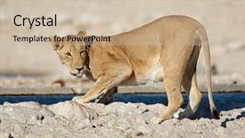  Presentation with drinking water - Beautiful PPT layouts featuring panthera leo drinking water etosha backdrop and a  colored foreground