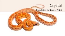  Presentation with monarch butterfly isolated on white - Slides consisting of pantherophis-guttatus-scaleless-isolated background and a lemonade colored foreground