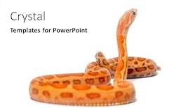  Presentation with frames isolated on white brown - Presentation theme featuring pantherophis-guttatus-scaleless-isolated background and a  colored foreground