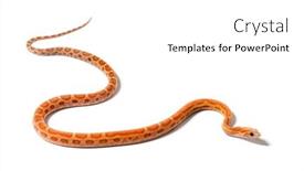  Presentation with brown sugar isolated on white - PPT theme consisting of pantherophis-guttatus-scaleless-isolated background and a  colored foreground