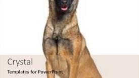  Presentation with jesus shepherd - Presentation theme having panting-and-sitting-belgian-shepherd background and a  colored foreground