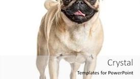 Presentation with white - Colorful theme enhanced with panting-and-sitting-pug-isolated backdrop and a white colored foreground