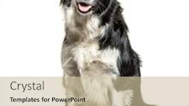  Presentation with eyes - Cool new slide deck with panting-black-and-white-border backdrop and a soft green colored foreground