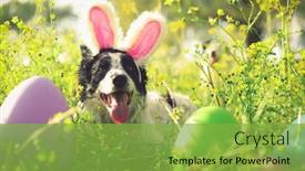 Presentation with border pink - Cool new presentation theme with panting-border-collie-dog-wearing backdrop and a seafoam green colored foreground