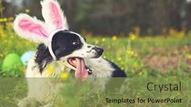  Presentation with border pink - Audience pleasing presentation consisting of panting-border-collie-dog-wearing backdrop and a gold colored foreground