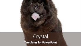  Presentation with tongue - Cool new presentation with panting-chow-chow-showing backdrop and a tawny brown colored foreground