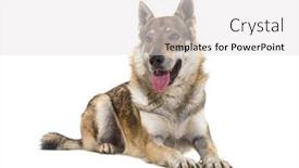  Presentation with dead egret birds lying - Slides having panting-czechoslovakian-wolfdog-lying background and a light gray colored foreground