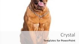  Presentation with dog - Slides consisting of panting-dogue-de-bordeaux-wearing background and a white colored foreground