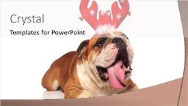  Presentation with lays - Slide deck enhanced with english bulldog wearing reindeer horn background and a sky blue colored foreground