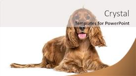  Presentation with english - PPT theme consisting of panting-english-cocker-spaniel-lying background and a lemonade colored foreground