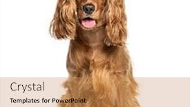  Presentation with puppy english cocker spaniel - Audience pleasing theme consisting of panting-english-cocker-spaniel-sitting backdrop and a coral colored foreground